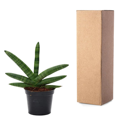 Kamerplant - Sansevieria Skyline - Pot Ø 10.5cm Hoogte ↕ 25cm