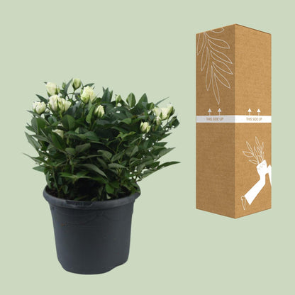 Buitenplant - Rosa Jewel Patio White - Bloeiend - Pot Ø 17cm Hoogte ↕ 30cm
