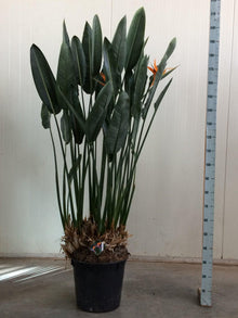 XL kamerplant - Strelitzia Reginae - Pot Ø 50cm Hoogte ↕ 200cm