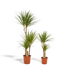Kamerplant - Dracaena combi - Pot Ø 21cm Hoogte ↕ 120cm