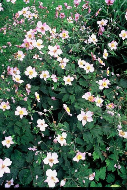 Buitenplant 6x Anemone tomentosa 'Robustissima' - Bloeiend - Pot Ø 9cm Hoogte ↕ 10-25cm