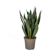 Kamerplant - Sansevieria Trifasciata Futura Black - Pot Ø 17cm Hoogte ↕ 45-55cm
