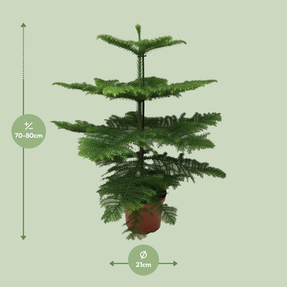 Kamerplant - Araucaria Heterophylla - Pot Ø 21cm Hoogte ↕ 70cm