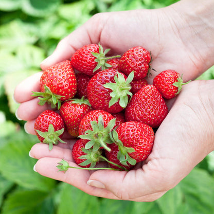 Buitenplant 3x Fragaria Elvira - Winterhard - Pot Ø 9cm Hoogte ↕ 20cm