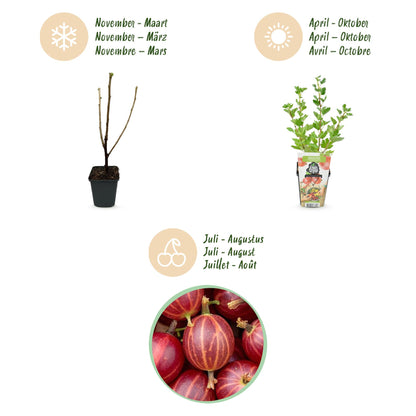 Buitenplant 3x Ribes uva-crispa 'Hinnonmaki Röd' - Winterhard - Fruitplant - Pot Ø 9cm Hoogte ↕ 30-60cm