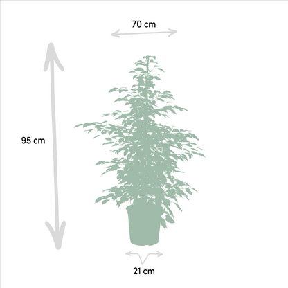 Kamerplant 3x Ficus - Benjamina Danielle, Twilight & Moclame - Pot Ø 21cm Hoogte ↕ 95cm