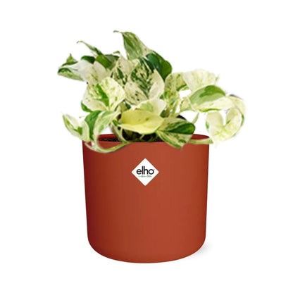 Kamerplant - Epipremnum Pinnatum Happy Leaf - Pot Ø 14cm