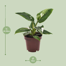 Kamerplant - Philodendron White Princess - Pot Ø 12cm Hoogte ↕ 25cm
