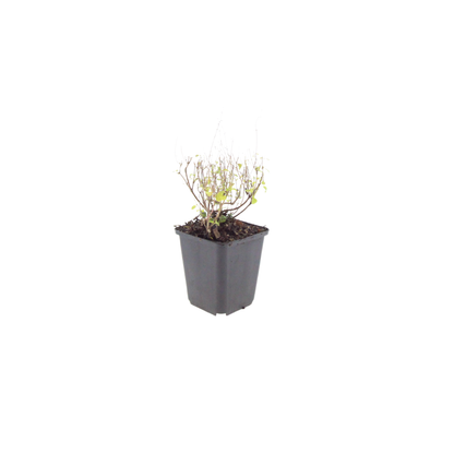 Buitenplant 60x Calamintha nepeta - Bloeiend - Pot Ø 9cm Hoogte ↕ 10-25cm