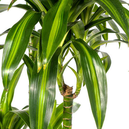 XL kamerplant - Dracaena Deremensis 'Hawaiian Sunshine' - Luchtzuiverend - Pot Ø 27cm Hoogte ↕ 170-190cm