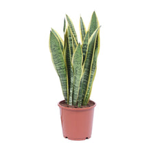 Kamerplant - Sansevieria Trifasciata Laurentii - Pot Ø 14cm Hoogte ↕ 40cm