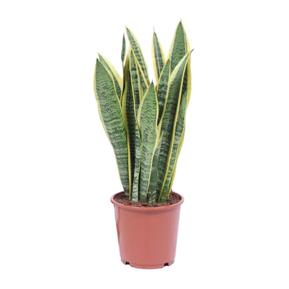 Kamerplant - Sansevieria Trifasciata Laurentii - Pot Ø 14cm Hoogte ↕ 40cm