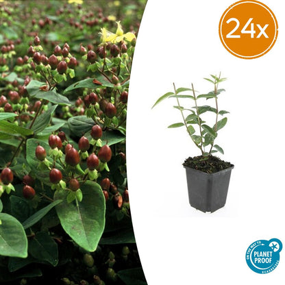 Buitenplant 24x Hypericum inodorum - Bloeiend - Pot Ø 9cm Hoogte ↕ 10-25cm