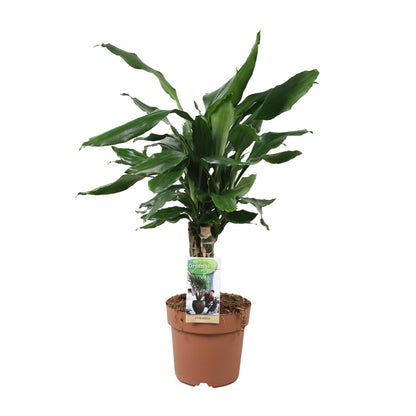 Kamerplant - Dracaena Fragrans 'Steudneri Green' - Pot Ø 17cm Hoogte ↕ 55cm