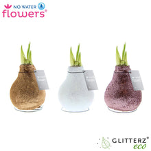 Kamerplant 3x Glitterz Charm Mix - Pot Ø 7cm Hoogte ↕ 15cm