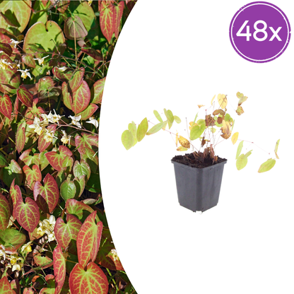 Buitenplant 48x Epimedium y. 'Niveum' - Pot Ø 9cm Hoogte ↕ 10-25cm