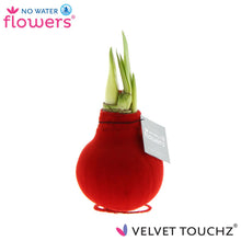 Kamerplant - Velvet Touchz® Red - Pot Ø onbekend Hoogte ↕ 15cm
