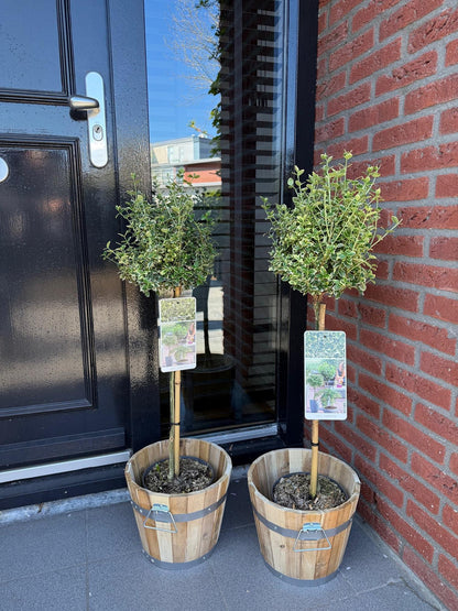 Buitenplant - Euonymus fortunei 'Emerald Gaiety' op stam - Bladhoudend - Winterhard - Pot Ø 19cm Hoogte ↕ 90cm