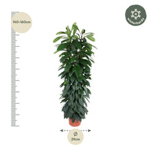 XL Kamerplant - Ficus Cyatistipula - Zuilvorm - Pot Ø 29cm Hoogte ↕ 150cm