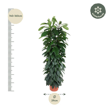 XL Kamerplant - Ficus Cyatistipula - Zuilvorm - Pot Ø 29cm Hoogte ↕ 150cm