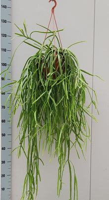 Kamerplant - Rhipsalis Trigona - Hangplant - Pot Ø 20cm Hoogte ↕ 60cm