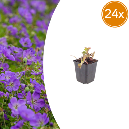 Buitenplant 24x Geranium 'Azure Rush' - Bloeiend - Pot Ø 9cm Hoogte ↕ 10-25cm