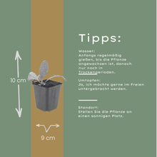 Buitenplant 60x Echinops ritro - Pot Ø 9cm Hoogte ↕ 10-25cm