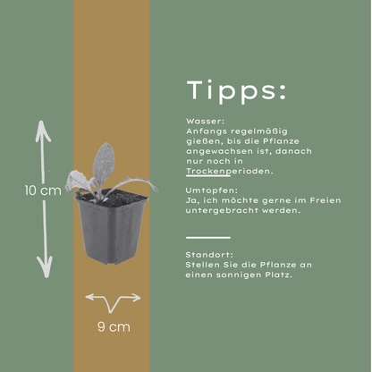 Buitenplant 60x Echinops ritro - Pot Ø 9cm Hoogte ↕ 10-25cm