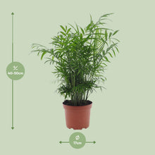 Kamerplant - Chamaedorea Elegans - Pot Ø 17cm Hoogte ↕ 50cm