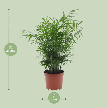 Kamerplant - Chamaedorea Elegans - Pot Ø 17cm Hoogte ↕ 50cm