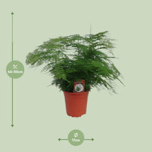 Kamerplant - Asparagus Setaceus - Pot Ø 17cm Hoogte ↕ 45cm