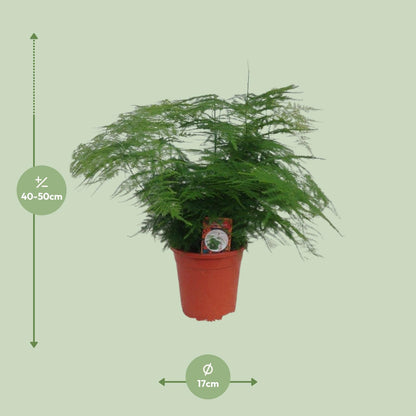Kamerplant - Asparagus Setaceus - Pot Ø 17cm Hoogte ↕ 45cm