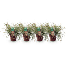 Buitenplant 4x Carex oshimensis 'Everest' - Bladhoudend - Pot Ø 17cm Hoogte ↕ 50cm