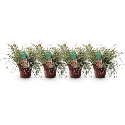 Buitenplant 4x Carex oshimensis 'Everest' - Bladhoudend - Pot Ø 17cm Hoogte ↕ 50cm