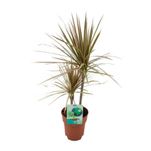 Kamerplant - Dracaena Marginata Bicolor - Pot Ø 19cm Hoogte ↕ 70cm