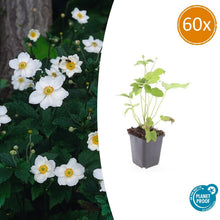 Buitenplant 60x Anemone hyb. 'Honorine Jobert' - Bloeiend - Pot Ø 9cm Hoogte ↕ 10-25cm