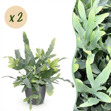 Kamerplant 2x Phlebodium aureum Blue Star - Blauwe Varen - Pot Ø 12cm Hoogte ↕ 25cm
