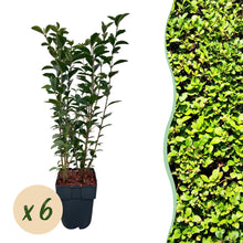 Buitenplant - Ligustrum ovalifolium - Haagplant - Pot Ø 17cm Hoogte ↕ 55cm