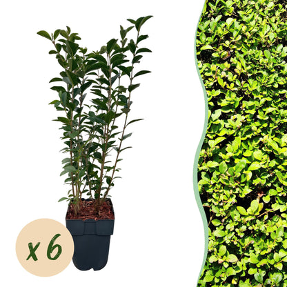 Buitenplant - Ligustrum ovalifolium - Haagplant - Pot Ø 17cm Hoogte ↕ 55cm
