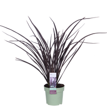 Buitenplant - Phormium 'Rubra Nana' - Pot Ø 14cm Hoogte ↕ 50cm