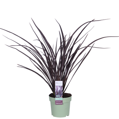 Buitenplant - Phormium 'Rubra Nana' - Pot Ø 14cm Hoogte ↕ 50cm