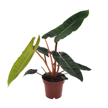 Kamerplant - Philodendron Billietiae - Pot Ø 12cm Hoogte ↕ 25cm