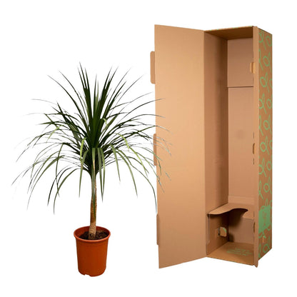 XL kamerplant - Dracaena Draco - Pot Ø 30cm Hoogte ↕ 120cm