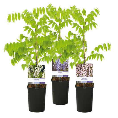 Buitenplant 3x Wisteria floribunda Tricolour - Bloeiend - Pot Ø 11cm Hoogte ↕ 40cm