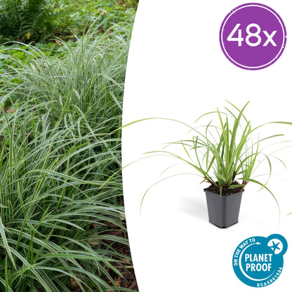 Buitenplant 48x Carex morrowii 'Ice Dance' - Groenblijvend - Pot Ø 9cm Hoogte ↕ 10-25cm