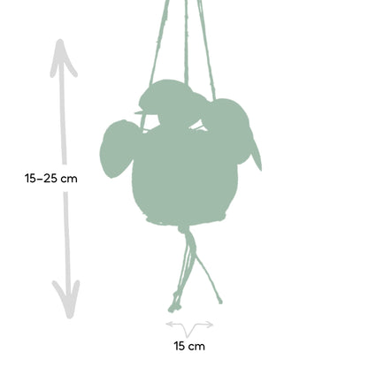 Kamerplant - Kokodama Pilea Peperomioides - Pot Ø 15cm Hoogte ↕ 20cm