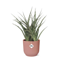 Kamerplant - Sansevieria Fernwood Punk - Pot Ø 14cm