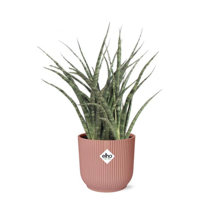 Kamerplant - Sansevieria Fernwood Punk - Pot Ø 14cm
