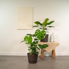 Kamerplant - Monstera Deliciosa ↕ 75cm + Musa Dwarf Cavendish ↕ 85cm - Pot Ø 21cm