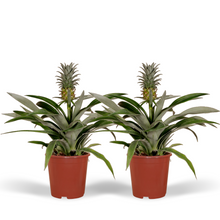 Kamerplant 2x Bromelia (Ananasplant) - Pot Ø 12cm Hoogte ↕ 30cm